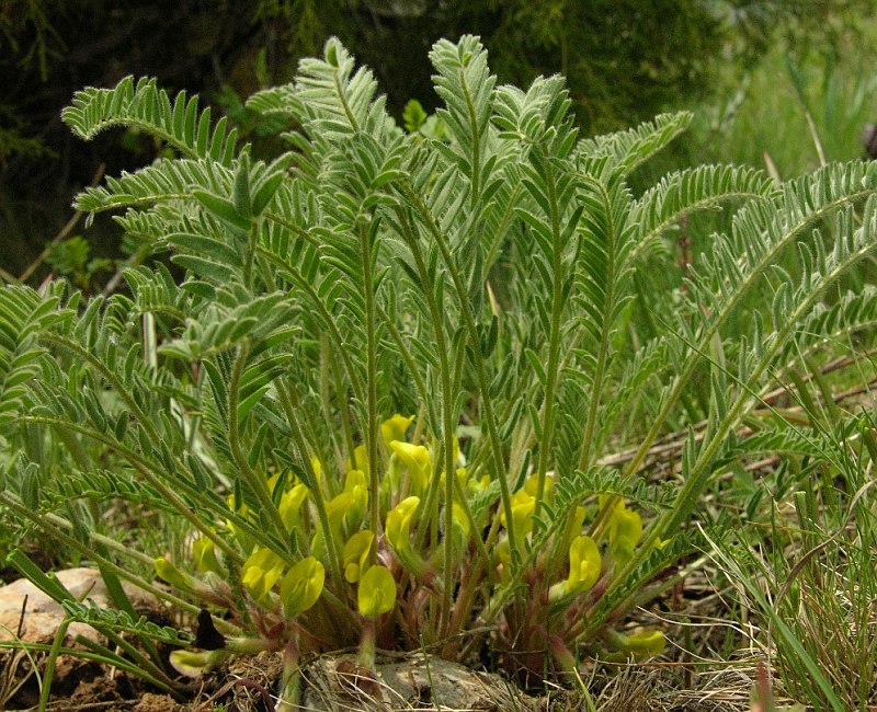 Image of Astragalus titovii specimen.