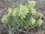 Onosma gmelinii. Цветущее растение. Хакасия, окр. с. Аршаново, степь на песках. 25.05.2015.