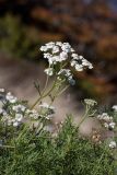 Achillea abrotanoides. Верхушки побегов с соцветиями. Черногория, нац. парк Ловчен, гора Ловчен, вершина Језерски врх, у лестницы к мавзолею Петра II Петровича Негоша, нарушенная каменистая горная степь. 10.10.2014.