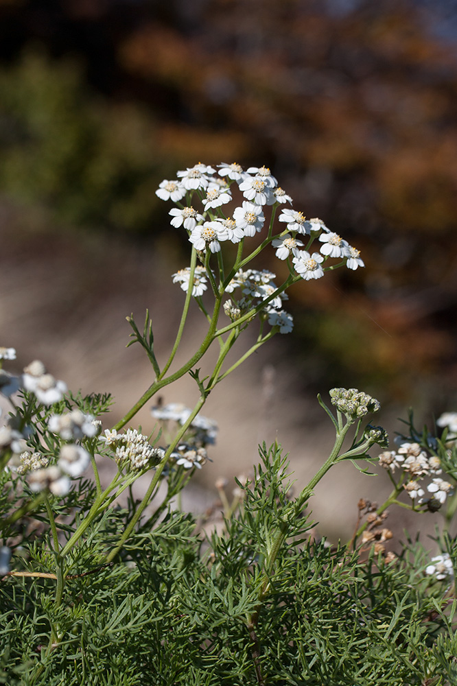 Изображение особи Achillea abrotanoides.