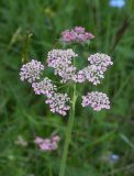 Chaerophyllum millefolium