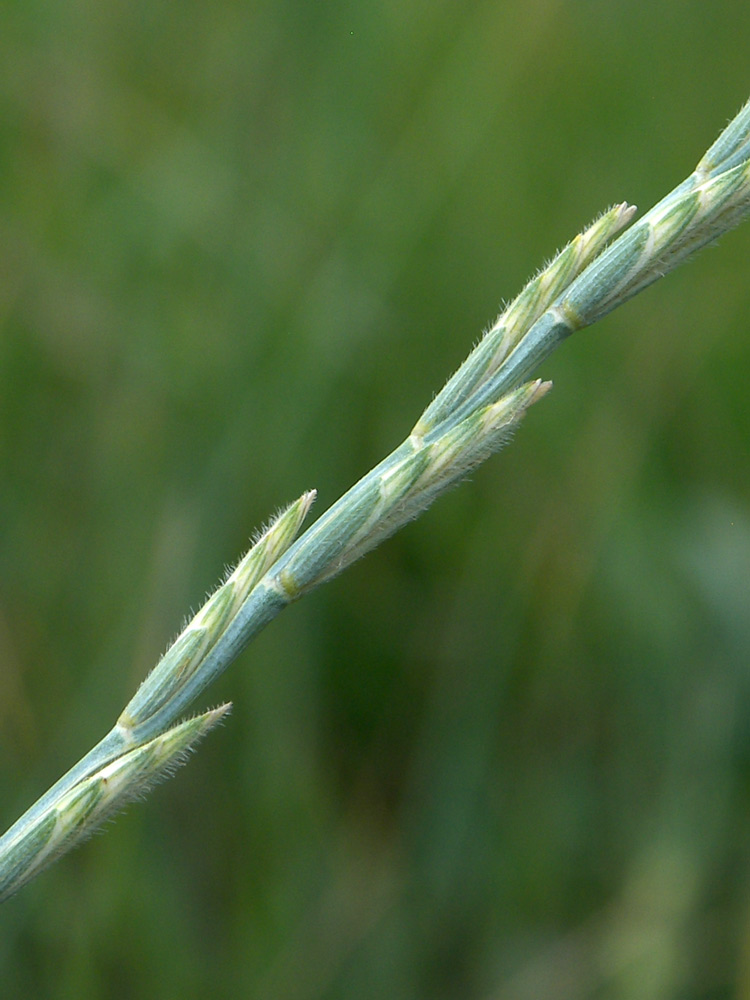Image of Elytrigia trichophora specimen.