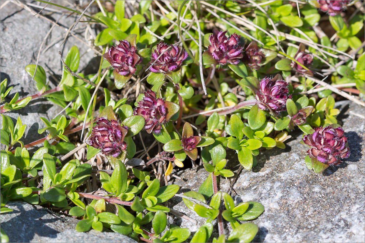 Изображение особи Thymus subarcticus.