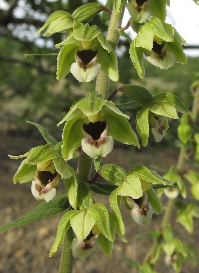 Изображение особи Epipactis helleborine.