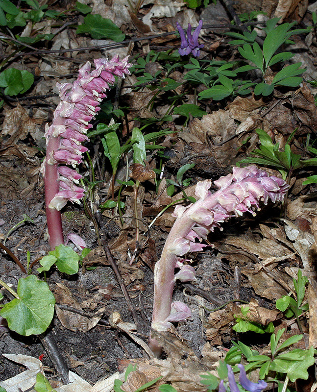 Image of Lathraea squamaria specimen.