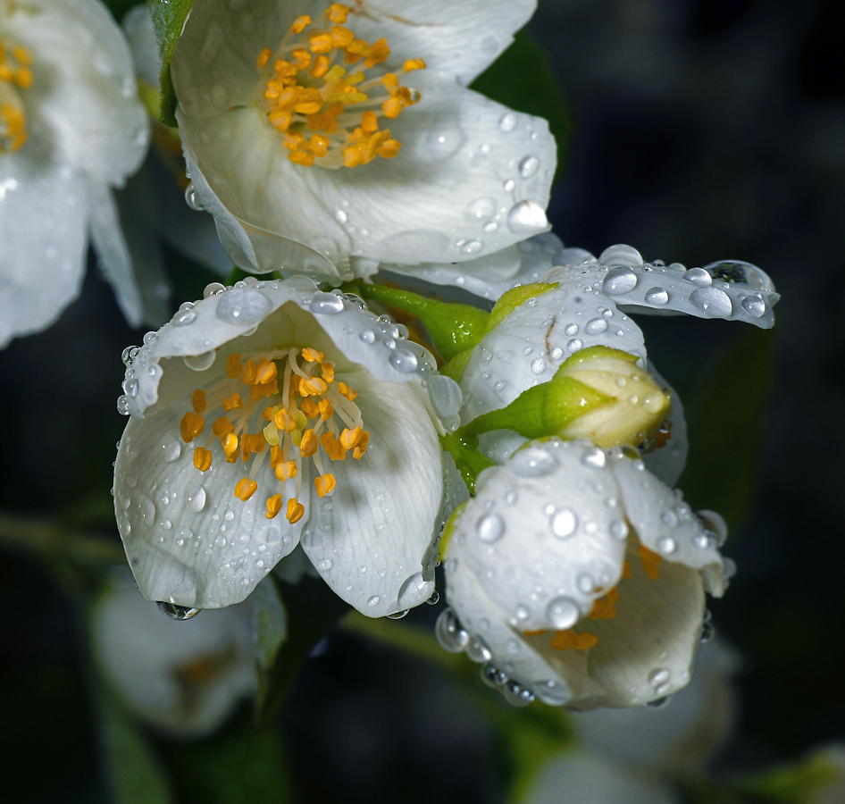Image of Philadelphus coronarius specimen.