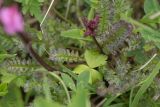 Pedicularis nordmanniana. Листья. Адыгея, Майкопский р-н, плато Лаго-Наки, хр. Каменное море. 19.07.2015.