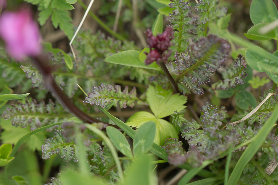 Изображение особи Pedicularis nordmanniana.