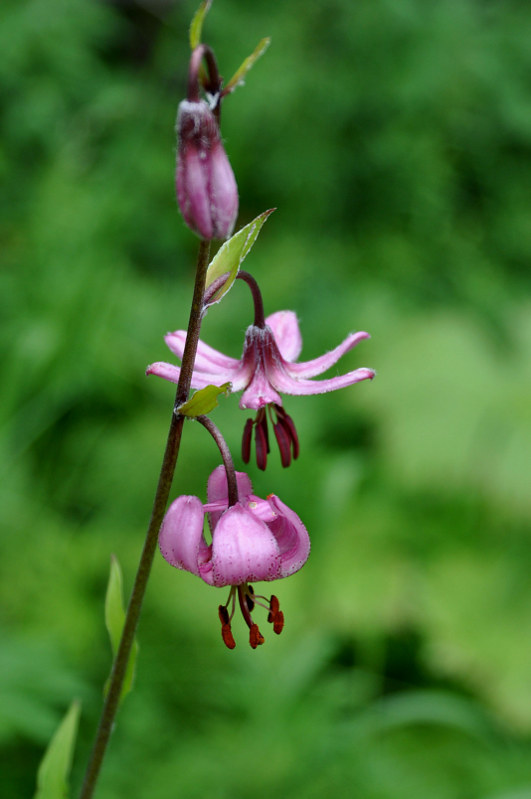 Изображение особи Lilium pilosiusculum.