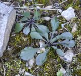 Globularia bisnagarica