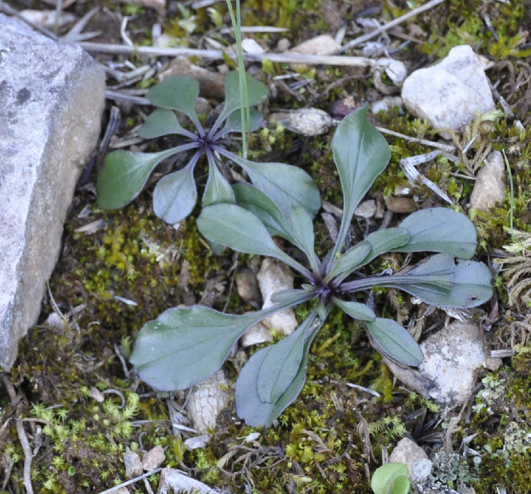 Изображение особи Globularia bisnagarica.