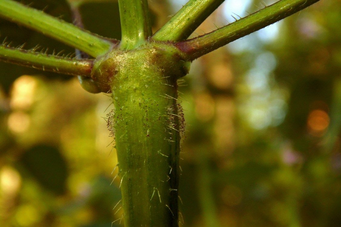 Image of Galeopsis tetrahit specimen.