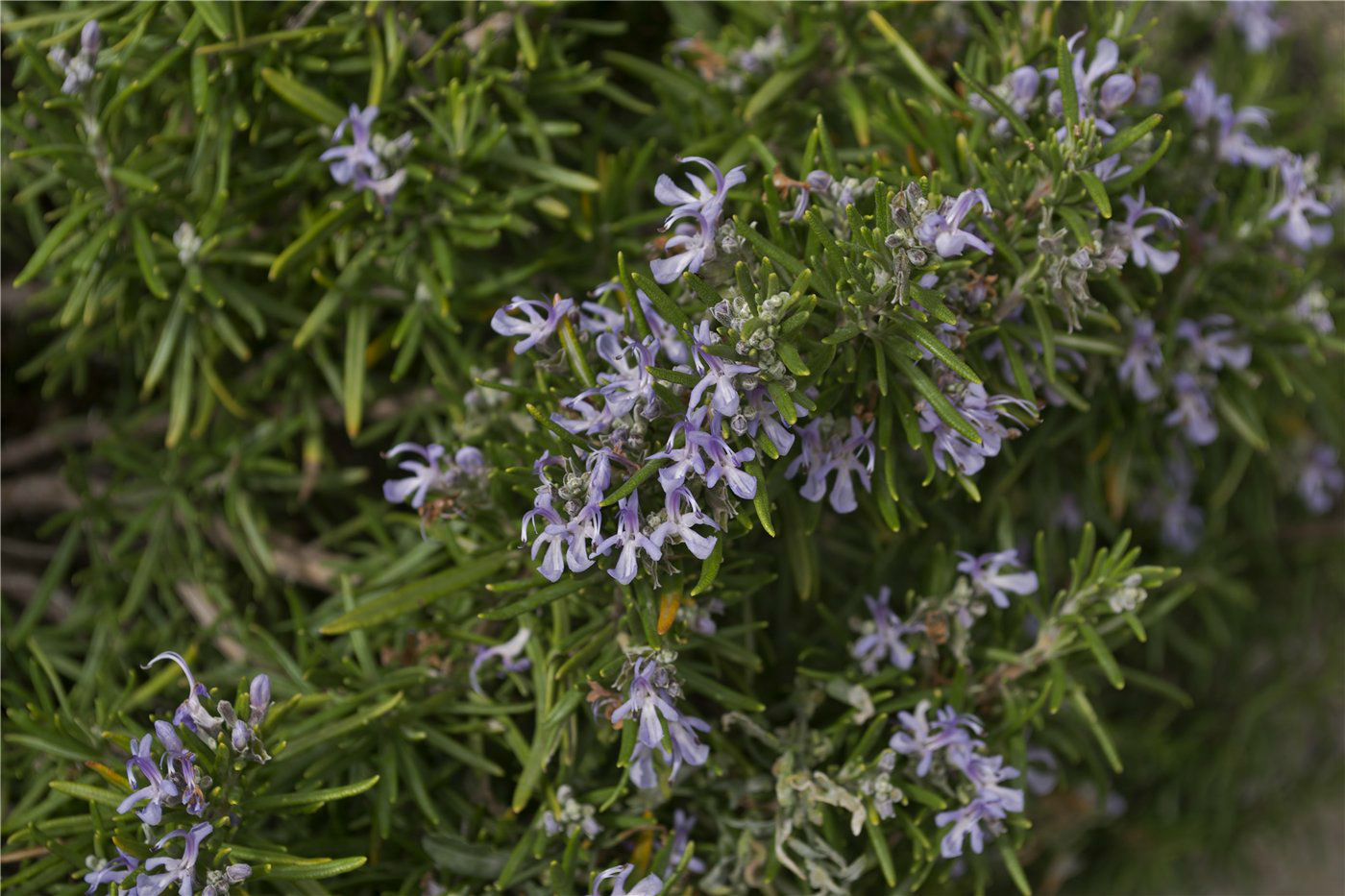 Image of Rosmarinus officinalis specimen.