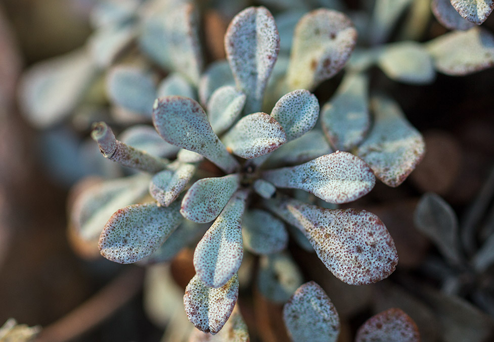 Изображение особи Limonium roridum.