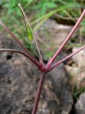 Geranium sibiricum