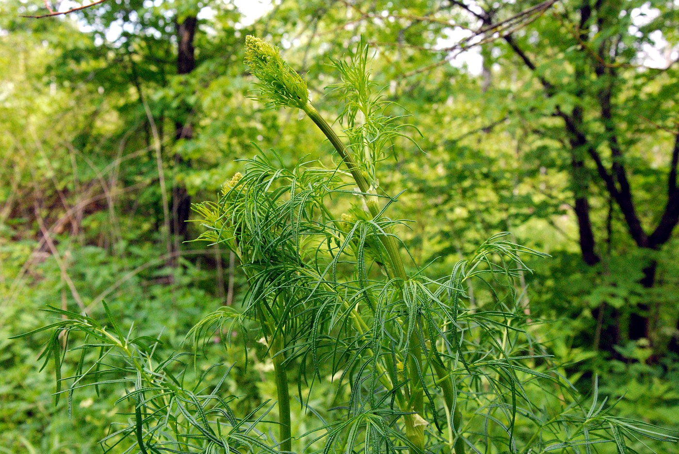 Image of Thalictrum lucidum specimen.