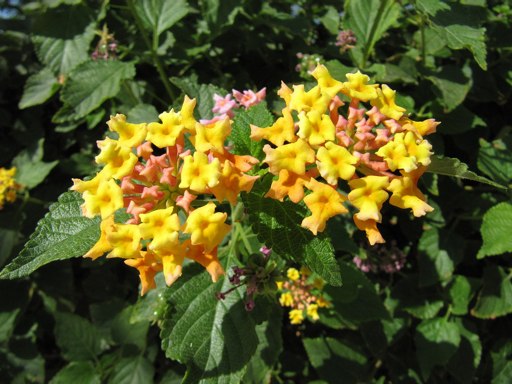 Изображение особи Lantana camara.