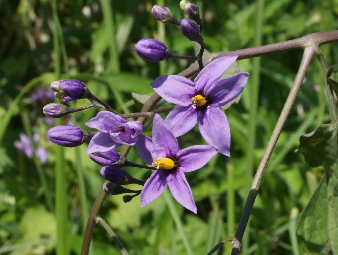 Изображение особи Solanum dulcamara.