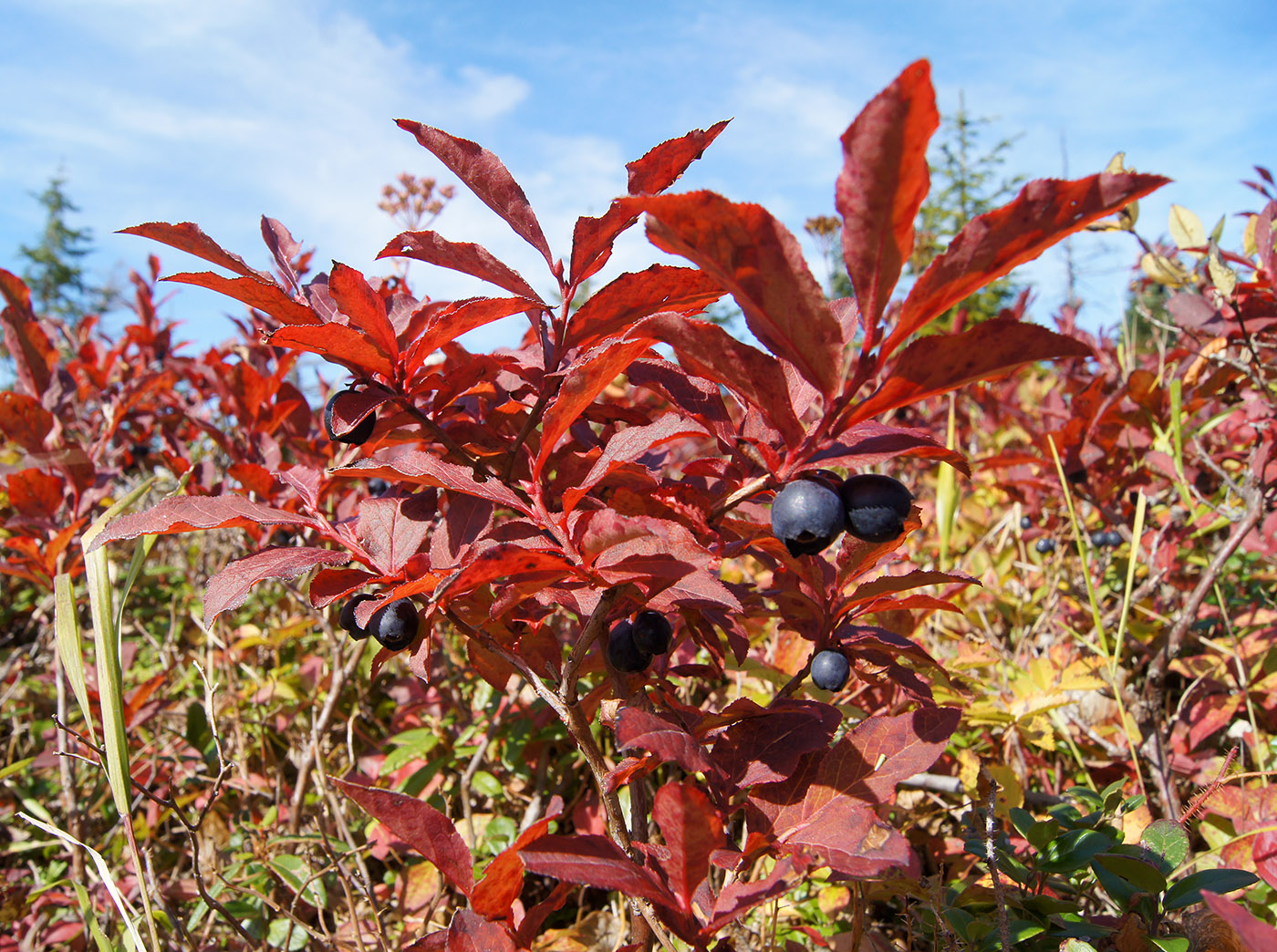 Image of Vaccinium smallii specimen.