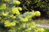 Abies concolor