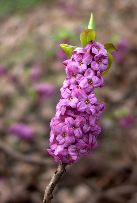 Image of Daphne mezereum specimen.