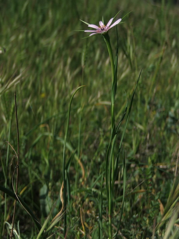 Изображение особи Geropogon hybridus.