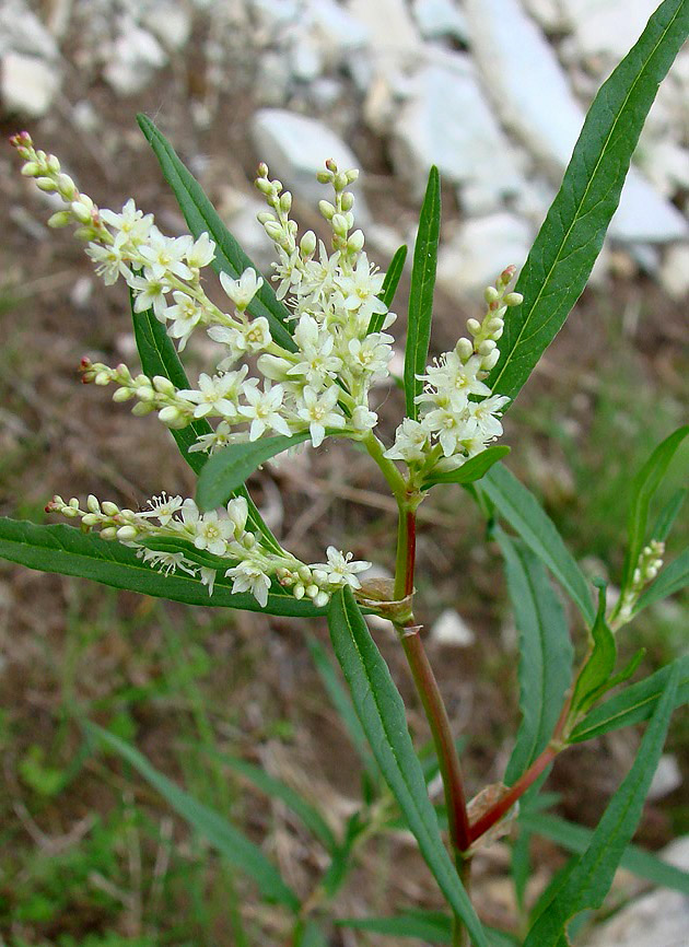 Изображение особи Aconogonon alpinum.