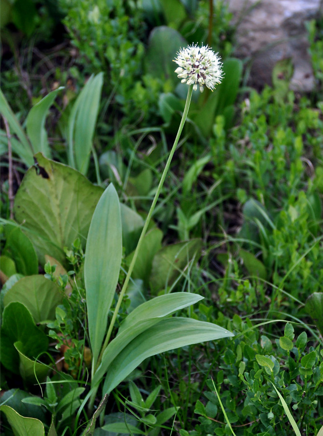 Image of Allium microdictyon specimen.