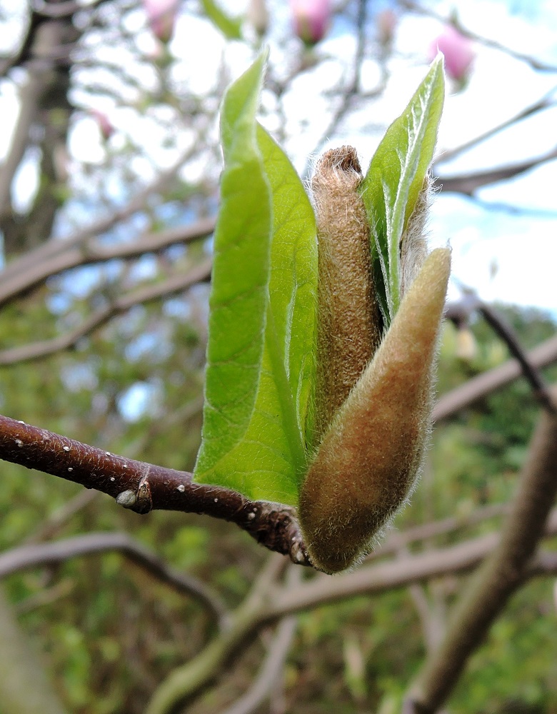 Image of Magnolia × soulangeana specimen.