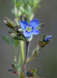 Veronica triphyllos