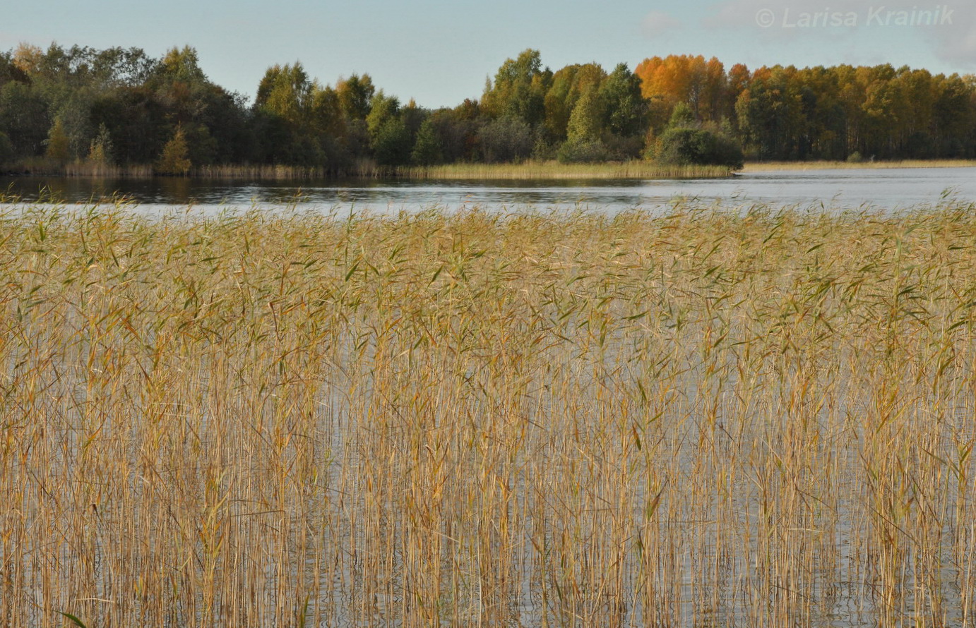 Изображение особи Phragmites australis.