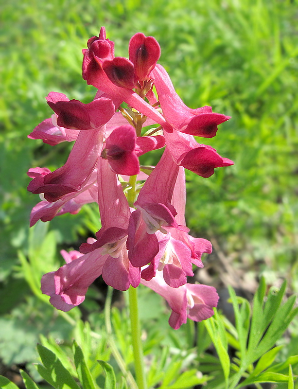 Изображение особи Corydalis buschii.