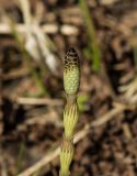 Equisetum sylvaticum. Верхушка генеративного побега со стробилом. Свердловская обл., окр. г. Заречный, Черемшанское болото. 03.05.2016.