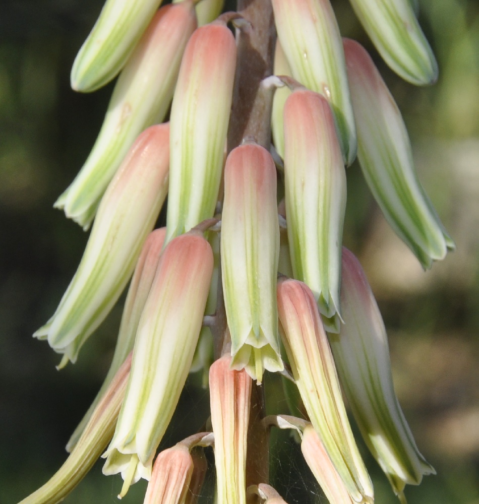 Изображение особи Aloe variegata.