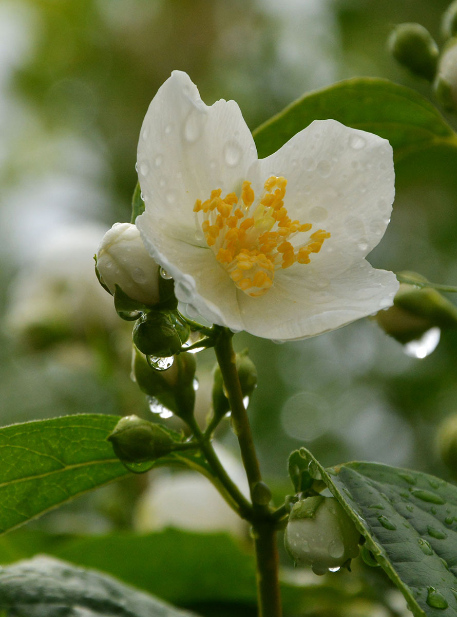 Изображение особи род Philadelphus.