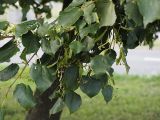 Tilia cordata