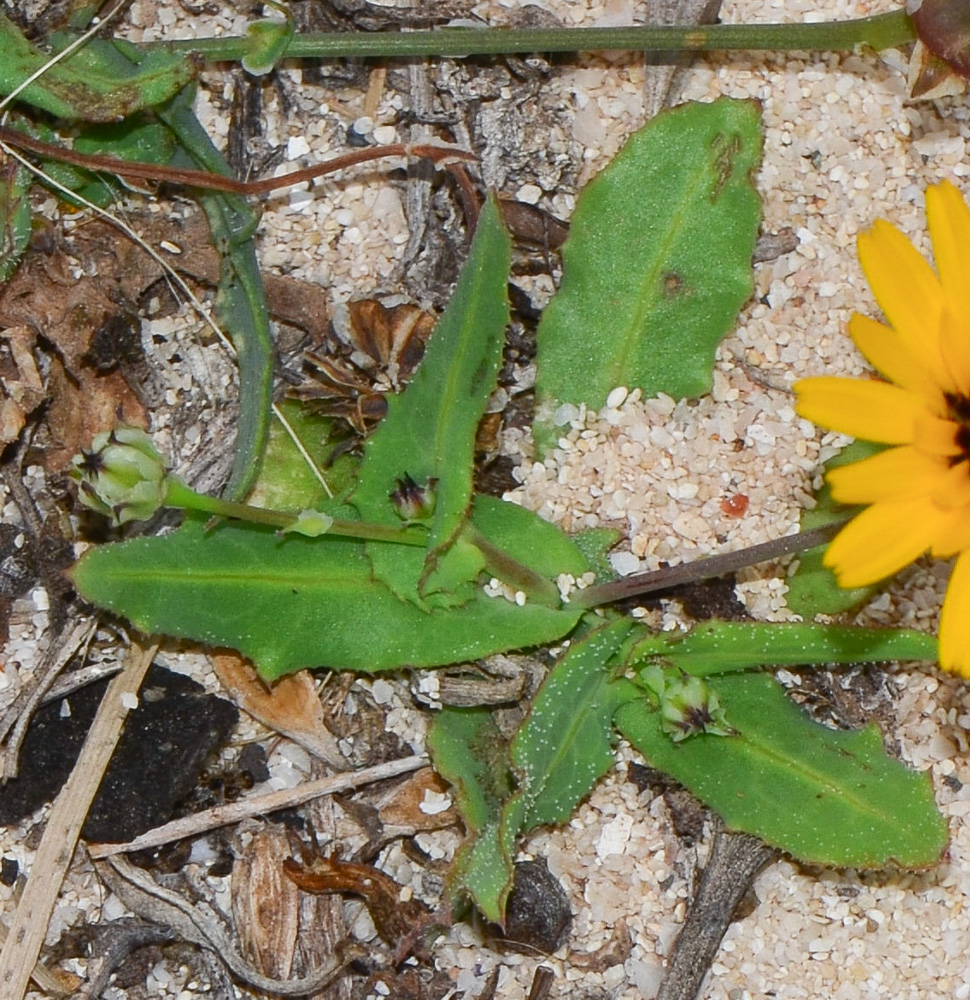 Image of Reichardia tingitana specimen.