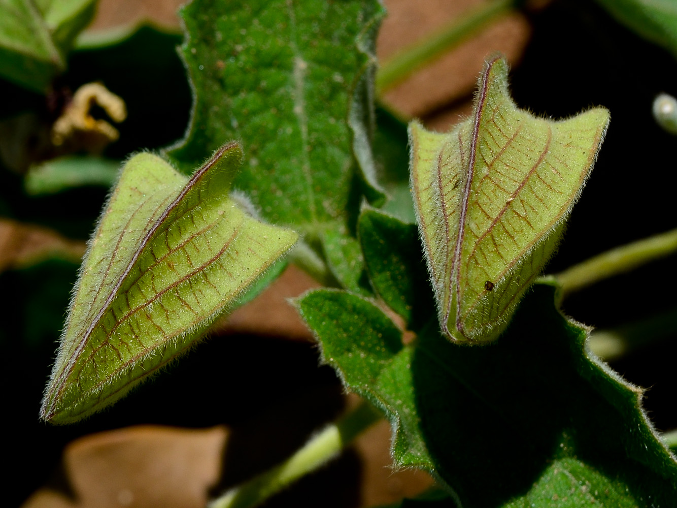 Image of Thunbergia alata specimen.