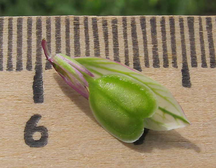 Image of Polygala major specimen.