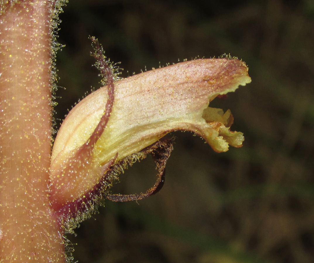 Image of Orobanche hederae specimen.