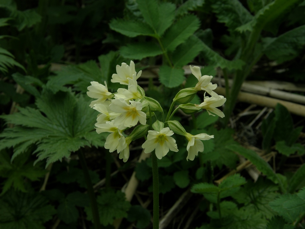 Image of Primula pallasii specimen.