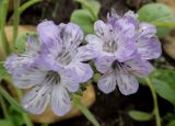 Phacelia purshii