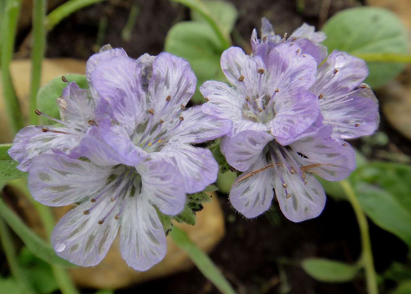 Изображение особи Phacelia purshii.