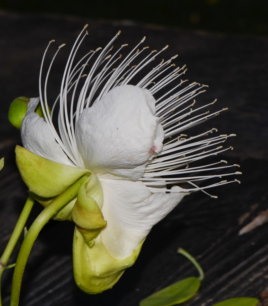 Image of Capparis cartilaginea specimen.