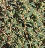 genus Euphorbia