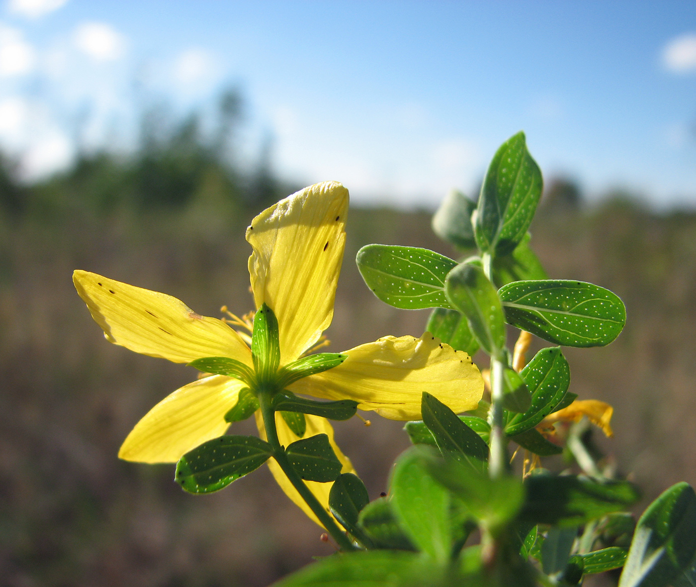 Image of Hypericum perforatum specimen.