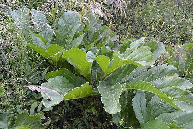 Image of Angelica sachokiana specimen.