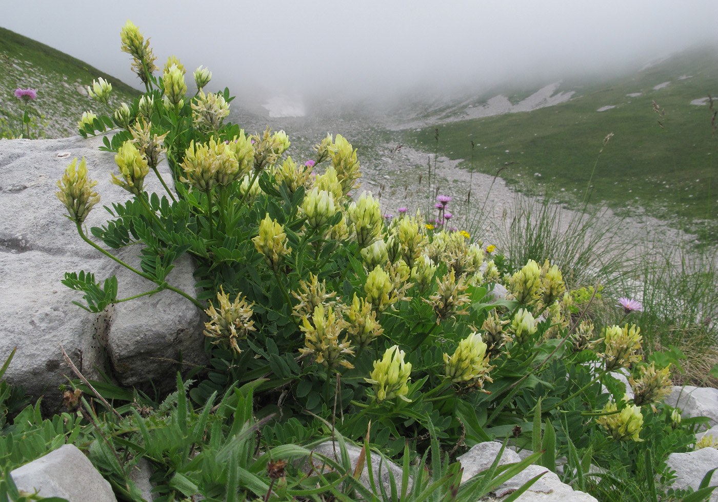 Изображение особи Astragalus freynii.