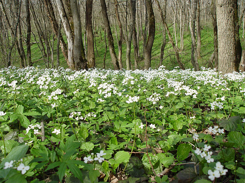 Изображение особи Pachyphragma macrophyllum.