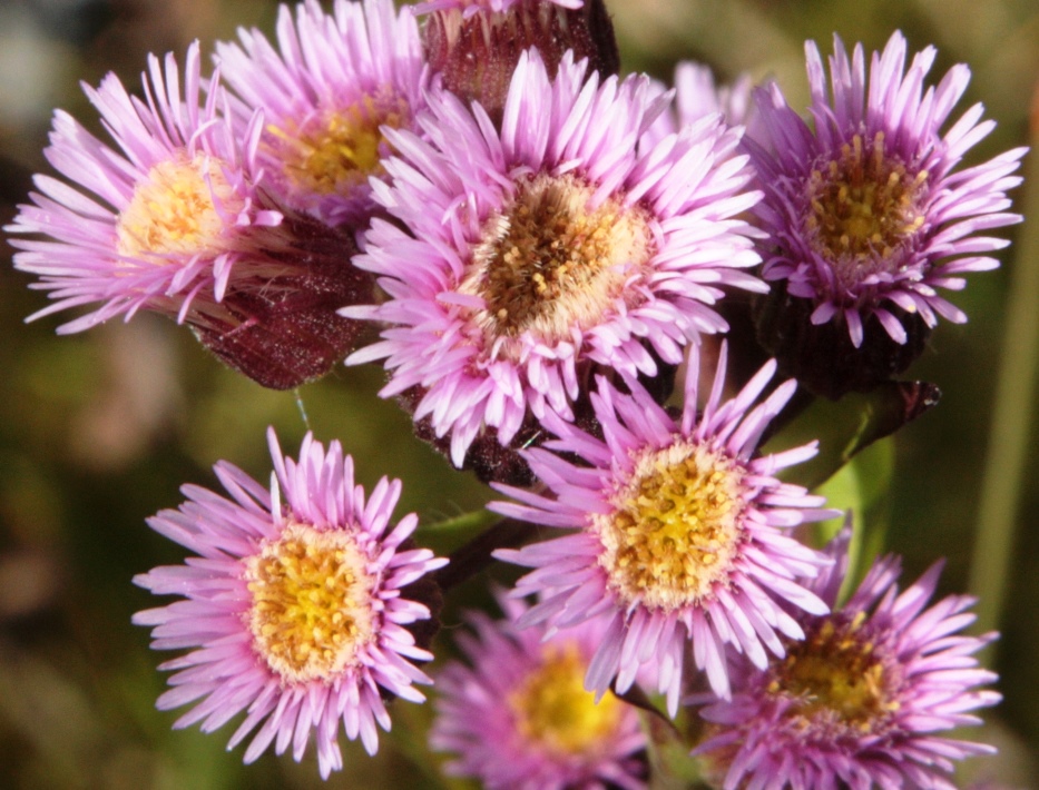 Изображение особи род Erigeron.